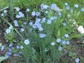 light blue Garden Flowers Linum perennial Photo, cultivation and description, characteristics and growing