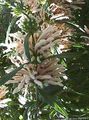 biały Ogrodowe Kwiaty Leonotis, Leonotis leonurus zdjęcie, uprawa i opis, charakterystyka i hodowla