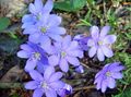 jasnoniebieski Ogrodowe Kwiaty Pechenochnitsa, Hepatica nobilis, Anemone hepatica zdjęcie, uprawa i opis, charakterystyka i hodowla