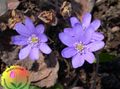 lilac Garden Flowers Liverleaf, Liverwort, Roundlobe Hepatica, Hepatica nobilis, Anemone hepatica Photo, cultivation and description, characteristics and growing