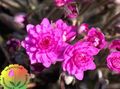 różowy Ogrodowe Kwiaty Pechenochnitsa, Hepatica nobilis, Anemone hepatica zdjęcie, uprawa i opis, charakterystyka i hodowla