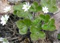 baltas Sodo Gėlės Liverleaf, Usznica, Roundlobe Hepatica, Hepatica nobilis, Anemone hepatica Nuotrauka, auginimas ir aprašymas, charakteristikos ir augantis