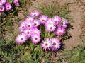 rožinis Sodo Gėlės Livingstone Daisy, Dorotheanthus (Mesembryanthemum) Nuotrauka, auginimas ir aprašymas, charakteristikos ir augantis