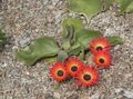 raudonas Sodo Gėlės Livingstone Daisy, Dorotheanthus (Mesembryanthemum) Nuotrauka, auginimas ir aprašymas, charakteristikos ir augantis