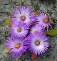 lilac Garden Flowers Livingstone Daisy, Dorotheanthus (Mesembryanthemum) Photo, cultivation and description, characteristics and growing
