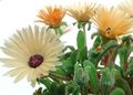 Фото Доротеантус  (Мезембриантемум маргаритоцветковый) описание, характеристика и выращивание