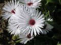 baltas Sodo Gėlės Livingstone Daisy, Dorotheanthus (Mesembryanthemum) Nuotrauka, auginimas ir aprašymas, charakteristikos ir augantis