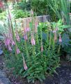 pink Garden Flowers Longleaf Speedwell, Veronica longifolia Photo, cultivation and description, characteristics and growing