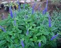 blu I fiori da giardino Longleaf Veronica, Veronica longifolia foto, la lavorazione e descrizione, caratteristiche e la coltivazione