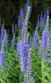 azzurro I fiori da giardino Longleaf Veronica, Veronica longifolia foto, la lavorazione e descrizione, caratteristiche e la coltivazione