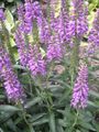 lilac Garden Flowers Longleaf Speedwell, Veronica longifolia Photo, cultivation and description, characteristics and growing