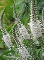 white Garden Flowers Longleaf Speedwell, Veronica longifolia Photo, cultivation and description, characteristics and growing