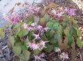lilac Garden Flowers Longspur Epimedium, Barrenwort Photo, cultivation and description, characteristics and growing