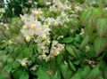 white Garden Flowers Longspur Epimedium, Barrenwort Photo, cultivation and description, characteristics and growing