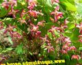 red Garden Flowers Longspur Epimedium, Barrenwort Photo, cultivation and description, characteristics and growing
