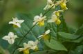 yellow Garden Flowers Longspur Epimedium, Barrenwort Photo, cultivation and description, characteristics and growing