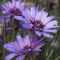 lilac Garden Flowers Love Plant, Cupid's Dart, Catananche Photo, cultivation and description, characteristics and growing