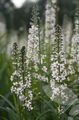 white Garden Flowers Lysimachia ephemerum Photo, cultivation and description, characteristics and growing