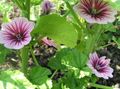 pink Garden Flowers Mallow, French Hollyhock, Malva sylvestris Photo, cultivation and description, characteristics and growing