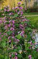 purple Garden Flowers Mallow, French Hollyhock, Malva sylvestris Photo, cultivation and description, characteristics and growing