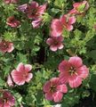 burgundy Garden Flowers Malope, Malope trifida Photo, cultivation and description, characteristics and growing
