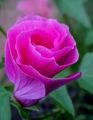 rosa Flores do Jardim Malope, Malope trifida foto, cultivo e descrição, características e crescente