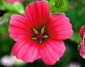 vermelho Flores do Jardim Malope, Malope trifida foto, cultivo e descrição, características e crescente