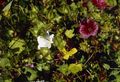 branco Flores do Jardim Malope, Malope trifida foto, cultivo e descrição, características e crescente