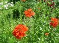 red Garden Flowers Maltese Cross, Jerusalem Cross, London Pride, Lychnis chalcedonica Photo, cultivation and description, characteristics and growing