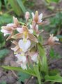 pink Garden Flowers Marsh Helleborine, Swamp Epipactis Photo, cultivation and description, characteristics and growing