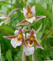 pink Garden Flowers Marsh Helleborine, Swamp Epipactis Photo, cultivation and description, characteristics and growing