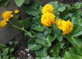 yellow Garden Flowers Marsh Marigold, Kingcup, Caltha palustris Photo, cultivation and description, characteristics and growing