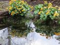 giallo I fiori da giardino Palude Calendula, Ranuncolo, Caltha palustris foto, la lavorazione e descrizione, caratteristiche e la coltivazione