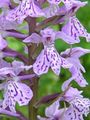 ceriņi Dārza Ziedi Purvs Orhideja, Plankumainās Orhideja, Dactylorhiza Foto, audzēšana un apraksts, raksturlielumi un augošs