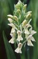 balts Dārza Ziedi Purvs Orhideja, Plankumainās Orhideja, Dactylorhiza Foto, audzēšana un apraksts, raksturlielumi un augošs