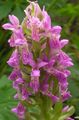 roosa Aias Lilli Sõrmkäpp, Kirjud Orhidee, Dactylorhiza Foto, kultiveerimine ja kirjeldus, omadused ja kasvav