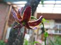 burgundy Garden Flowers Martagon Lily, Common Turk's Cap Lily, Lilium Photo, cultivation and description, characteristics and growing