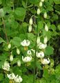 白 园林花卉 Martagon百合，共同土耳其人的帽子百合, Lilium 照, 养殖 和 描述, 特点 和 成长
