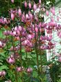 粉红色 园林花卉 Martagon百合，共同土耳其人的帽子百合, Lilium 照, 养殖 和 描述, 特点 和 成长