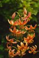 橙 园林花卉 Martagon百合，共同土耳其人的帽子百合, Lilium 照, 养殖 和 描述, 特点 和 成长