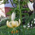黄 园林花卉 Martagon百合，共同土耳其人的帽子百合, Lilium 照, 养殖 和 描述, 特点 和 成长