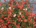 red Mask flower, Alonsoa Photo, cultivation and description, characteristics and growing