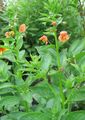 orange Mask flower, Alonsoa Photo, cultivation and description, characteristics and growing