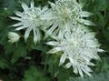 bílá Zahradní květiny Jarmanka, Astrantia fotografie, kultivace a popis, charakteristiky a pěstování