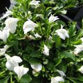 beyaz Bahçe Çiçekleri Mazus, Mazus reptans fotoğraf, yetiştirme ve tanım, özellikleri ve büyüyen