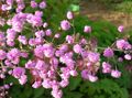 ピンク 庭の花 草原Rue, Thalictrum フォト, 栽培 と 説明, 特性 と 成長