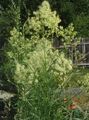 黄 庭の花 草原Rue, Thalictrum フォト, 栽培 と 説明, 特性 と 成長