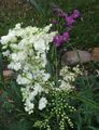 valkoinen Puutarhakukat Mesiangervo, Dropwort, Filipendula kuva, muokkaus ja tuntomerkit, ominaisuudet ja viljely