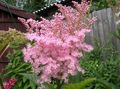 rožinis Sodo Gėlės Meadowsweet, Vīgrieze, Filipendula Nuotrauka, auginimas ir aprašymas, charakteristikos ir augantis