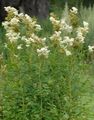 baltas Sodo Gėlės Meadowsweet, Vīgrieze, Filipendula Nuotrauka, auginimas ir aprašymas, charakteristikos ir augantis